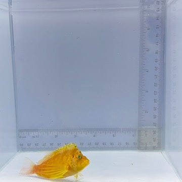 Golden Hawkfish (Cirrhitichthys aureus)