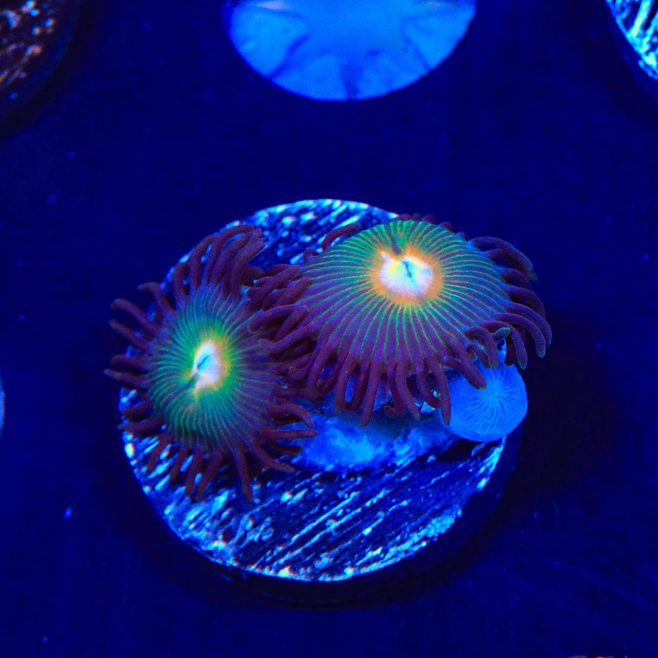 Gorilla Nipples Zoanthids Coral