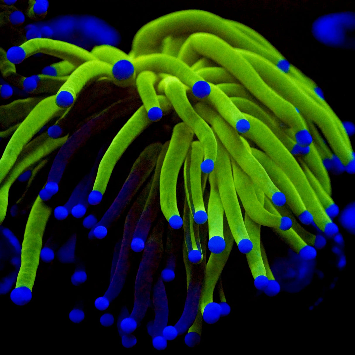 Grafted Holy Grail Torch Coral