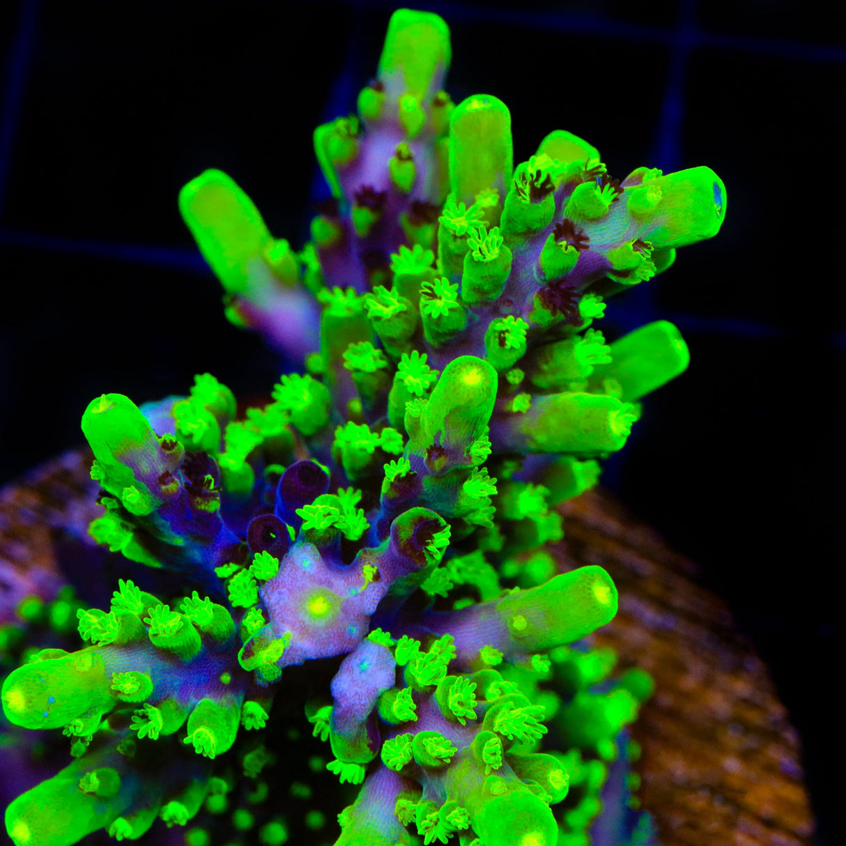 Grafted JF Fox Flame Acropora Coral