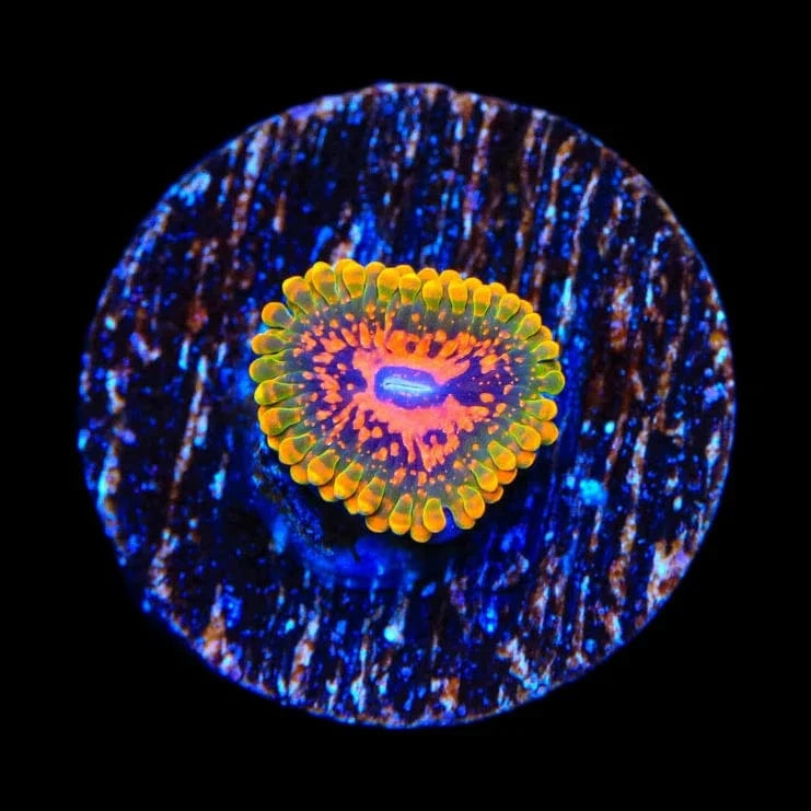 Grand Master Krakatoa Zoanthids