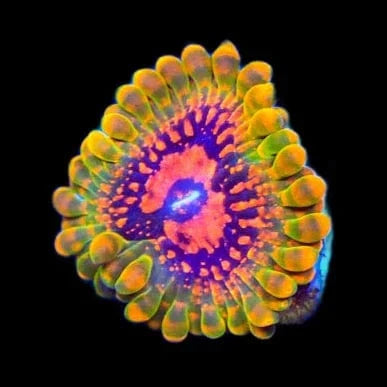 Grand Master Krakatoa Zoanthids