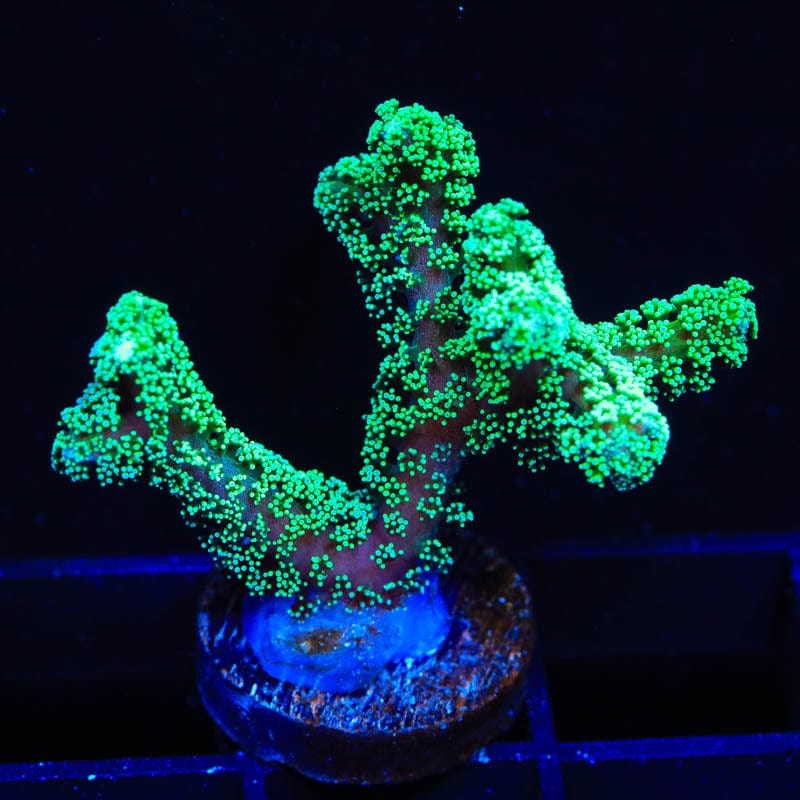 Green Birdsnest Coral