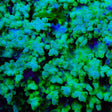 Green Branching Cyphastrea Coral