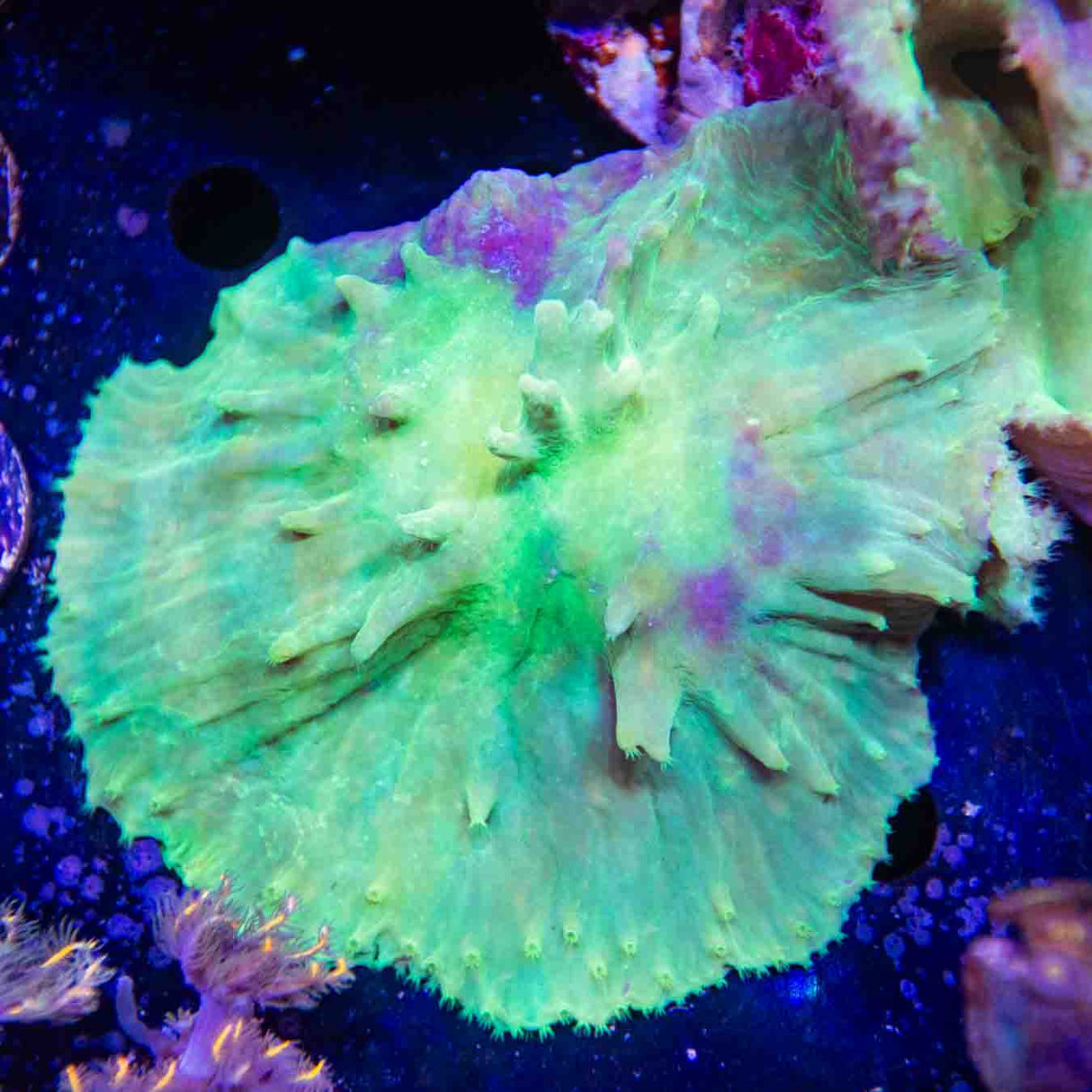 Green Cabbage Leather Colony Coral
