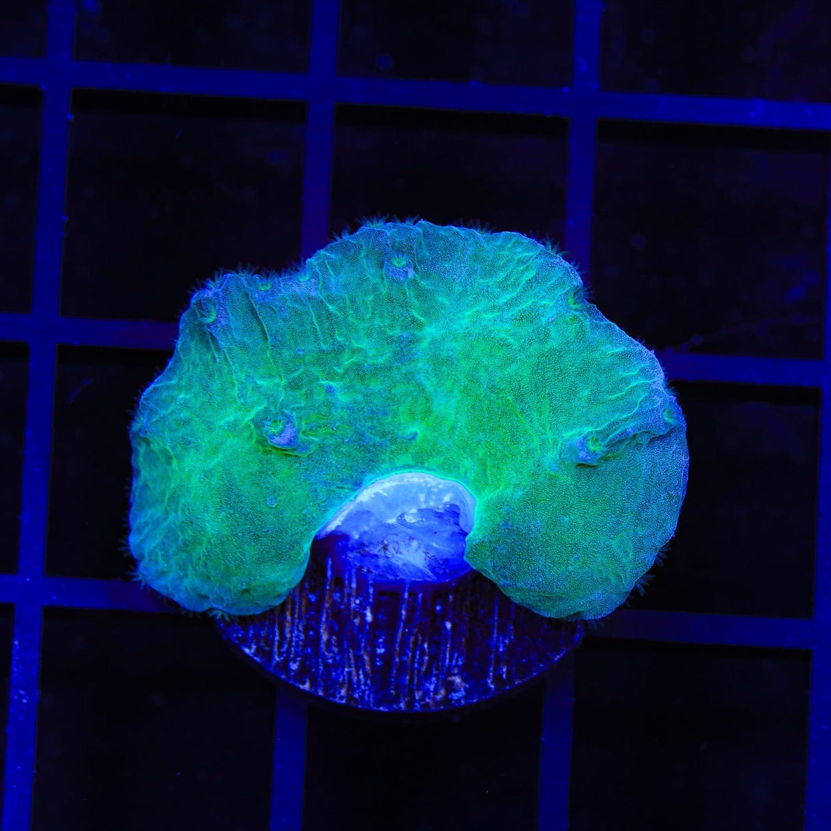 Green Cabbage Leather Coral