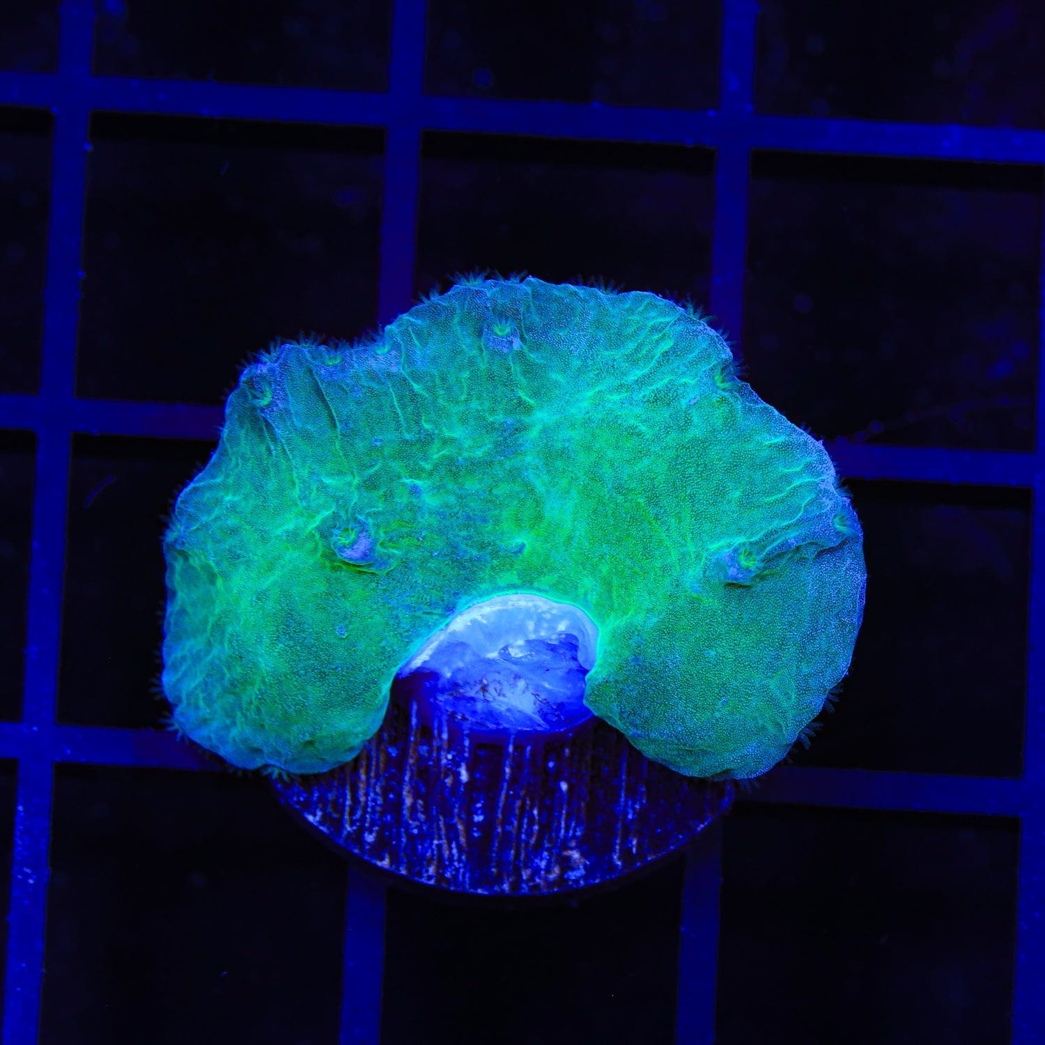 Green Cabbage Leather Coral