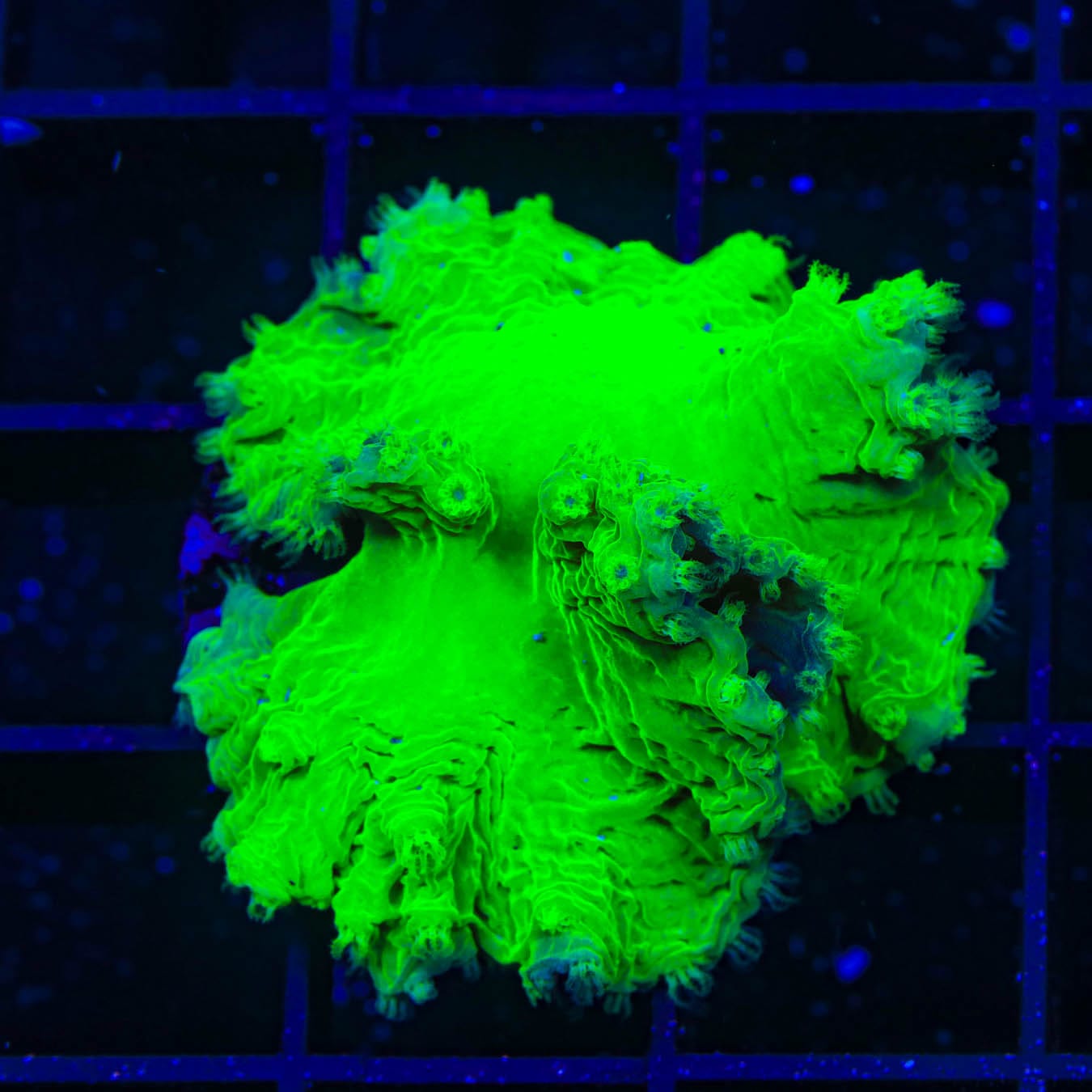 Green Cabbage Leather Coral