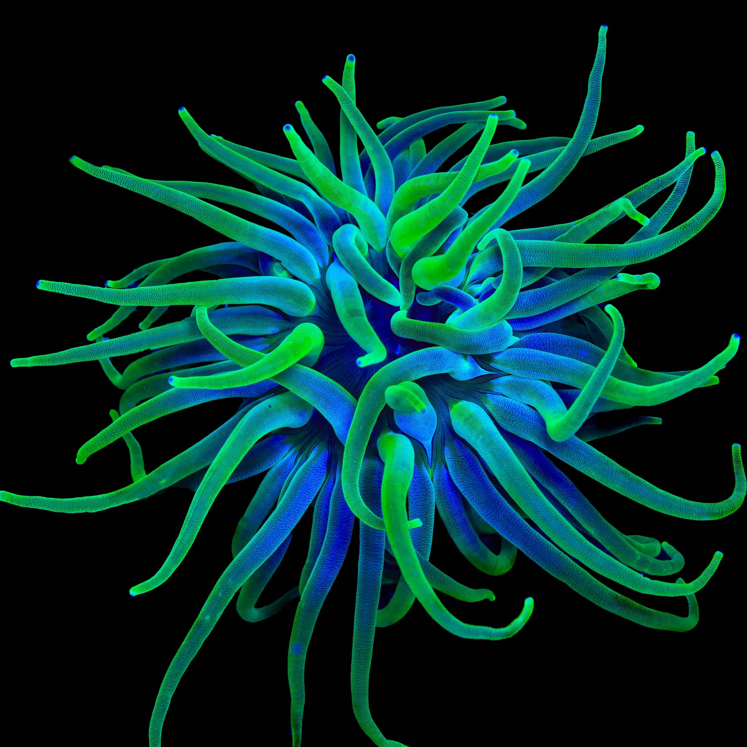 Green Condy Anemone – Top Shelf Aquatics