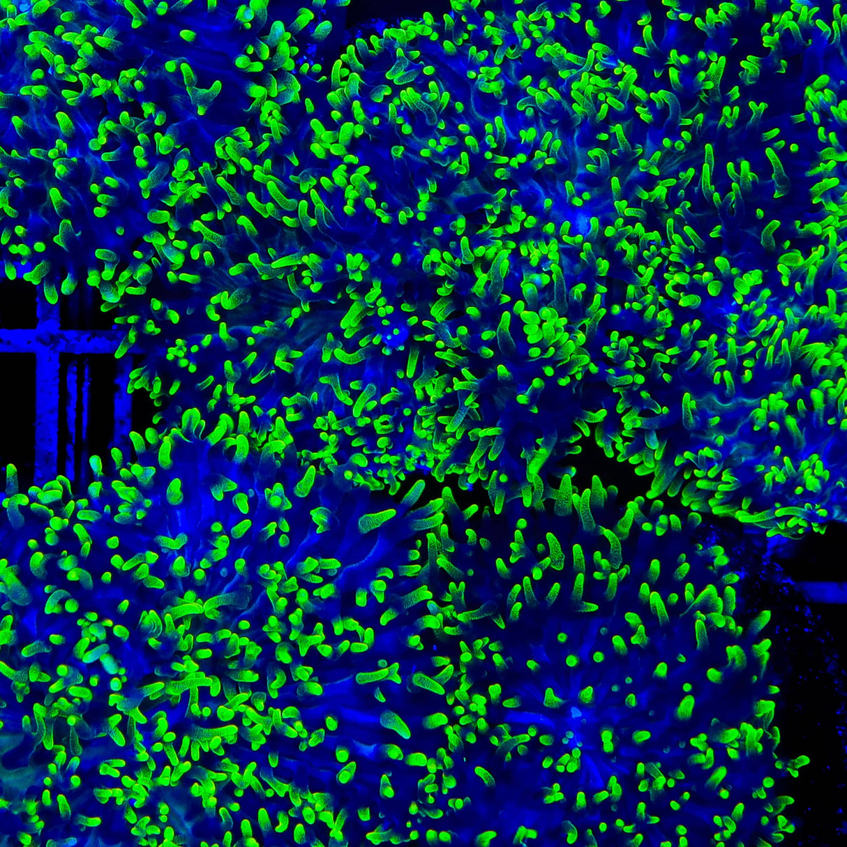 Green Hairy Mushroom Coral