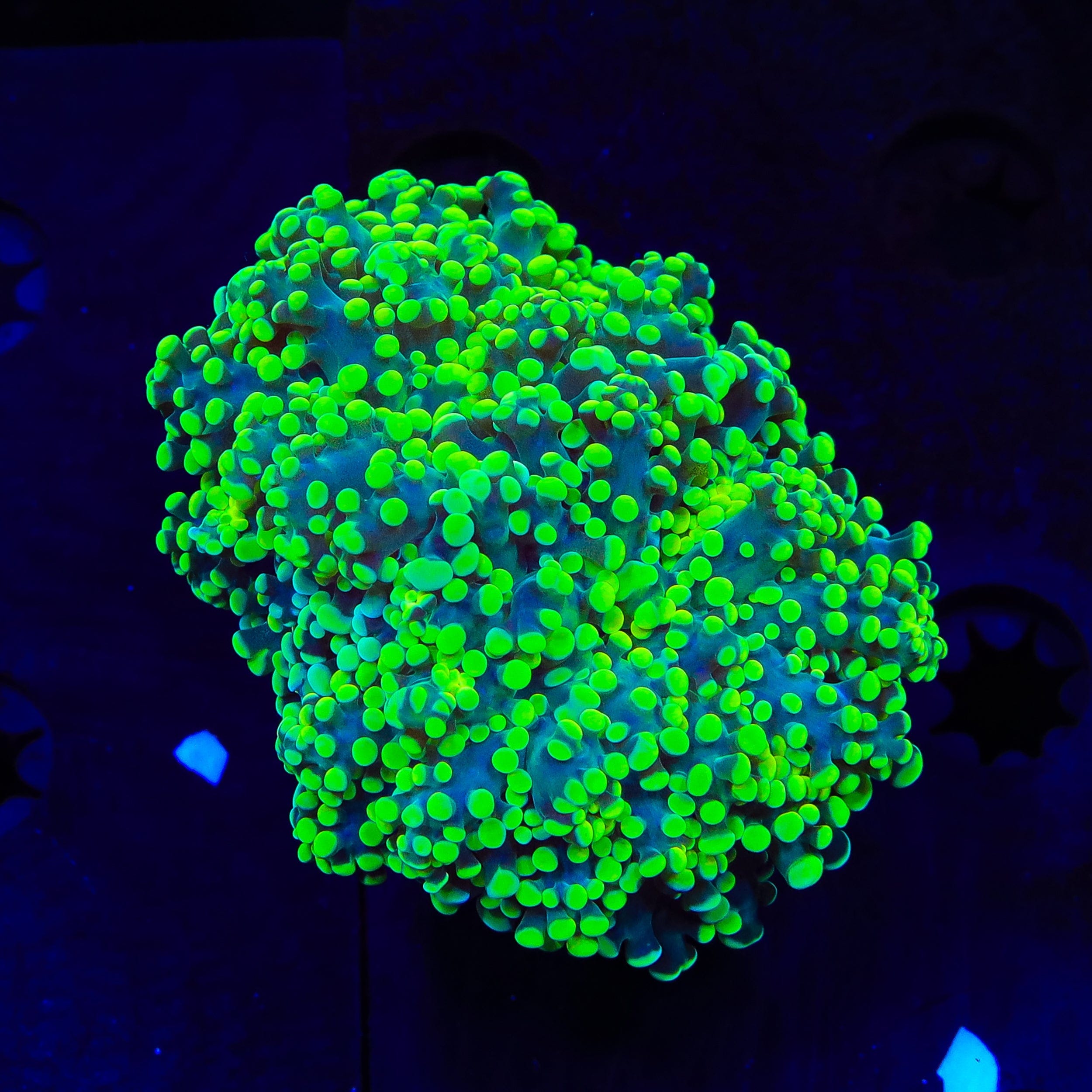 Green Octospawn Coral