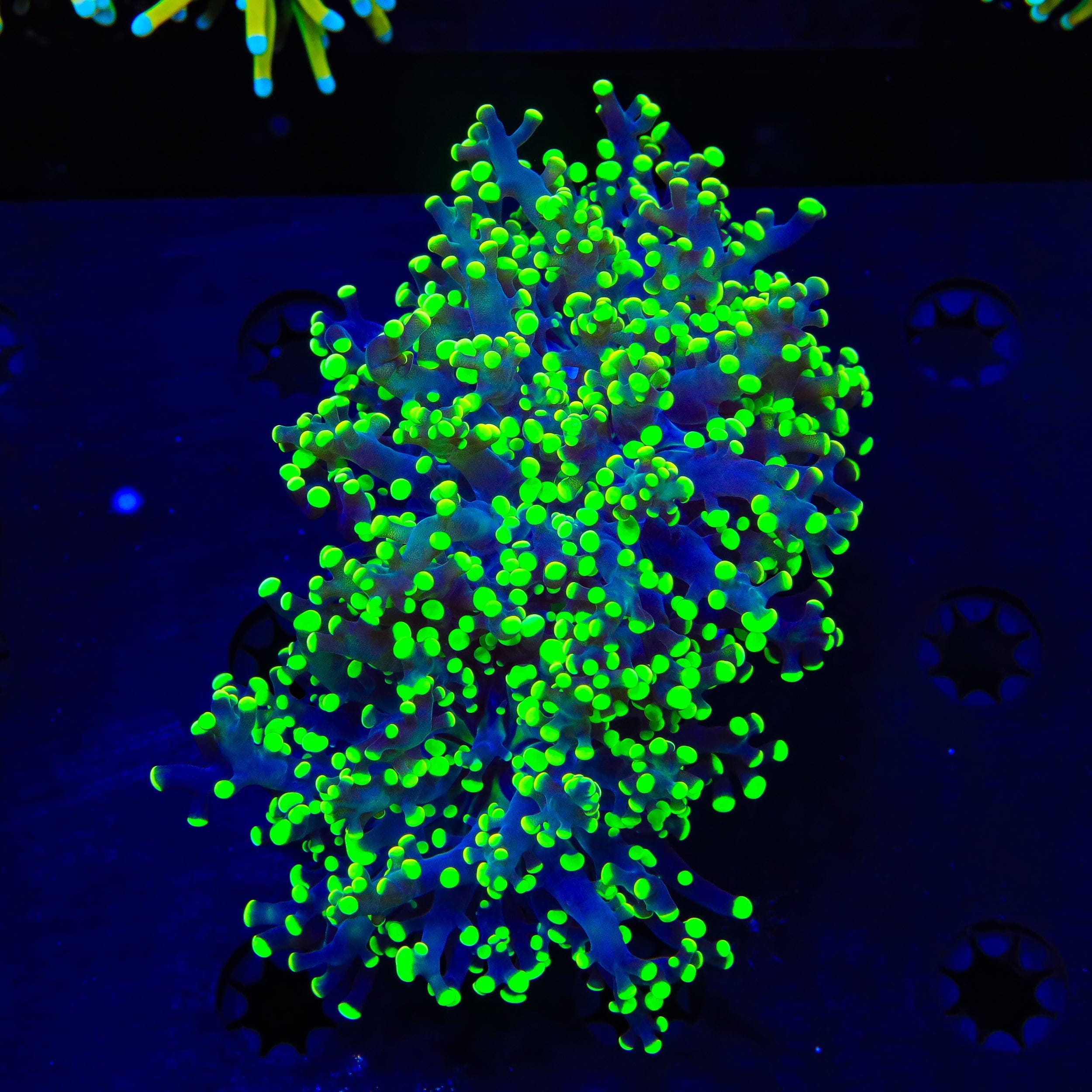 Green Octospawn Coral