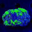 Green Splatter Hammer Coral