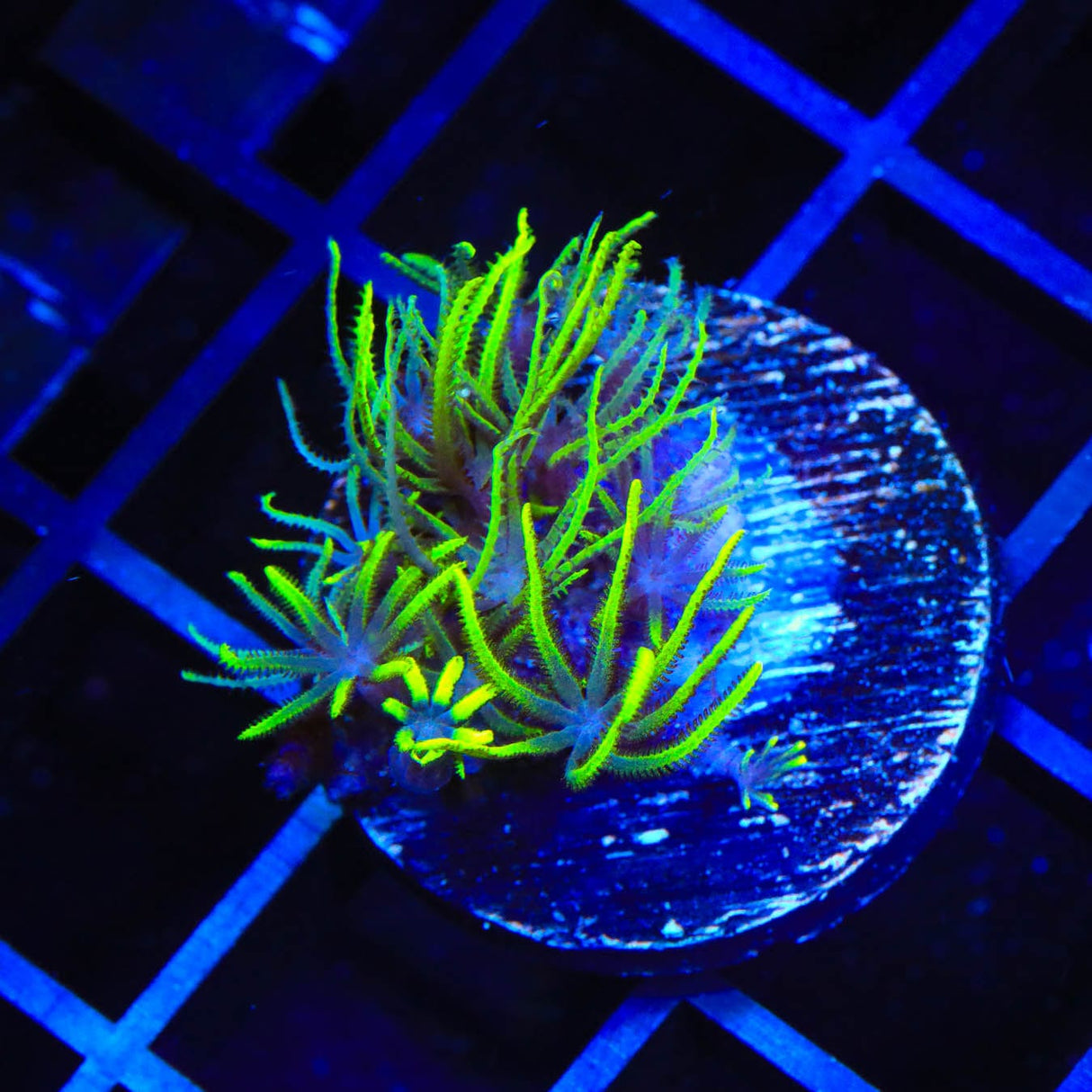 Green Star Polyps Coral