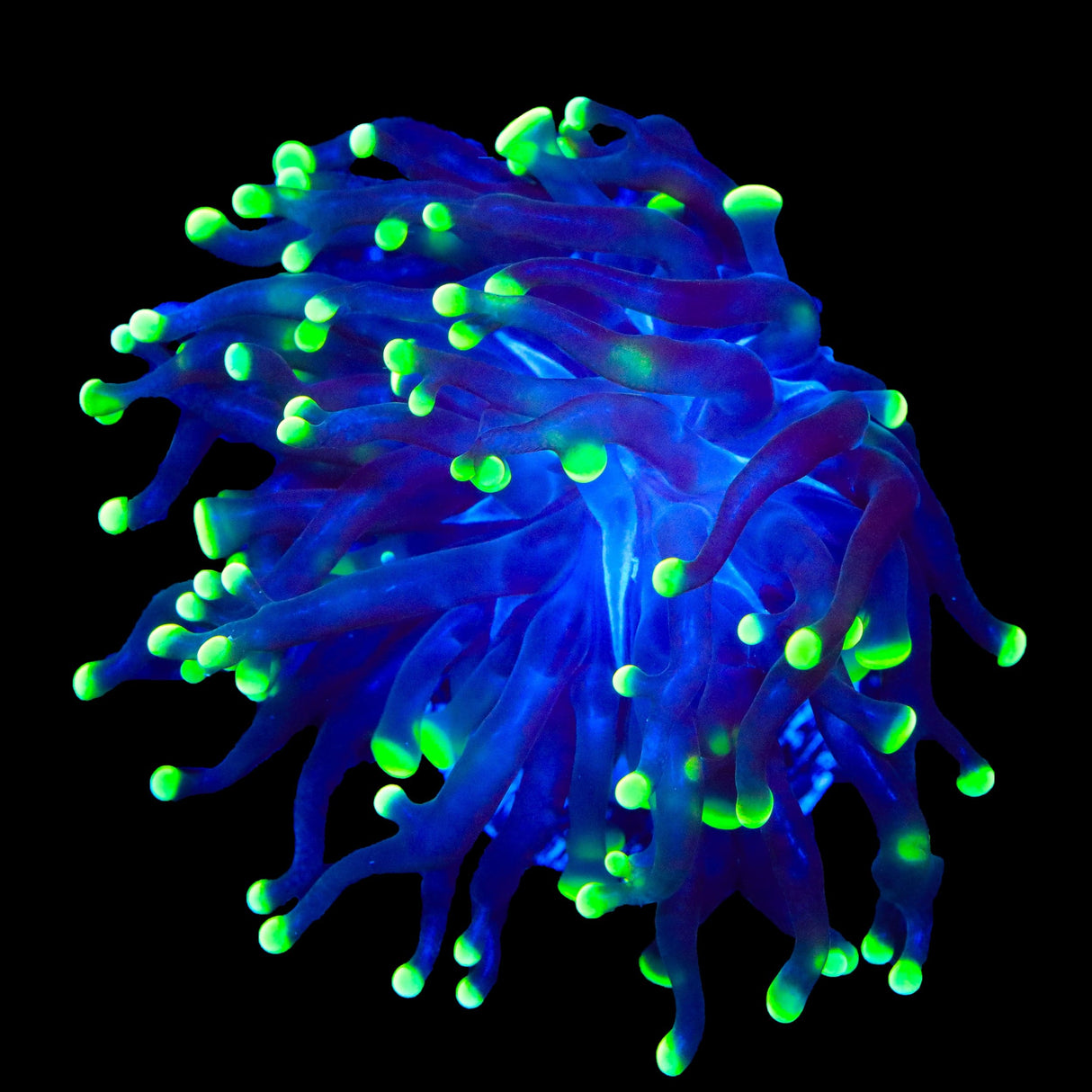 Green Tip Frammer Coral