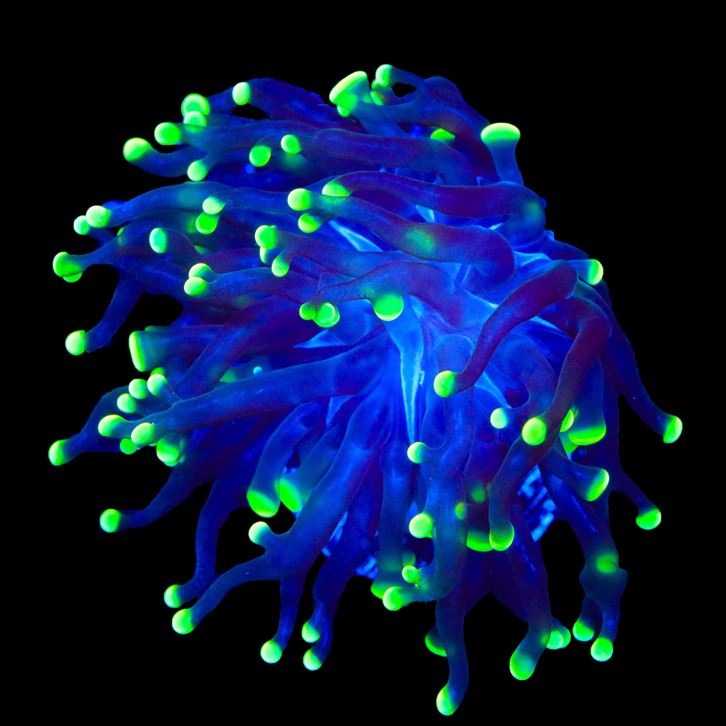 Green Tip Frammer Coral