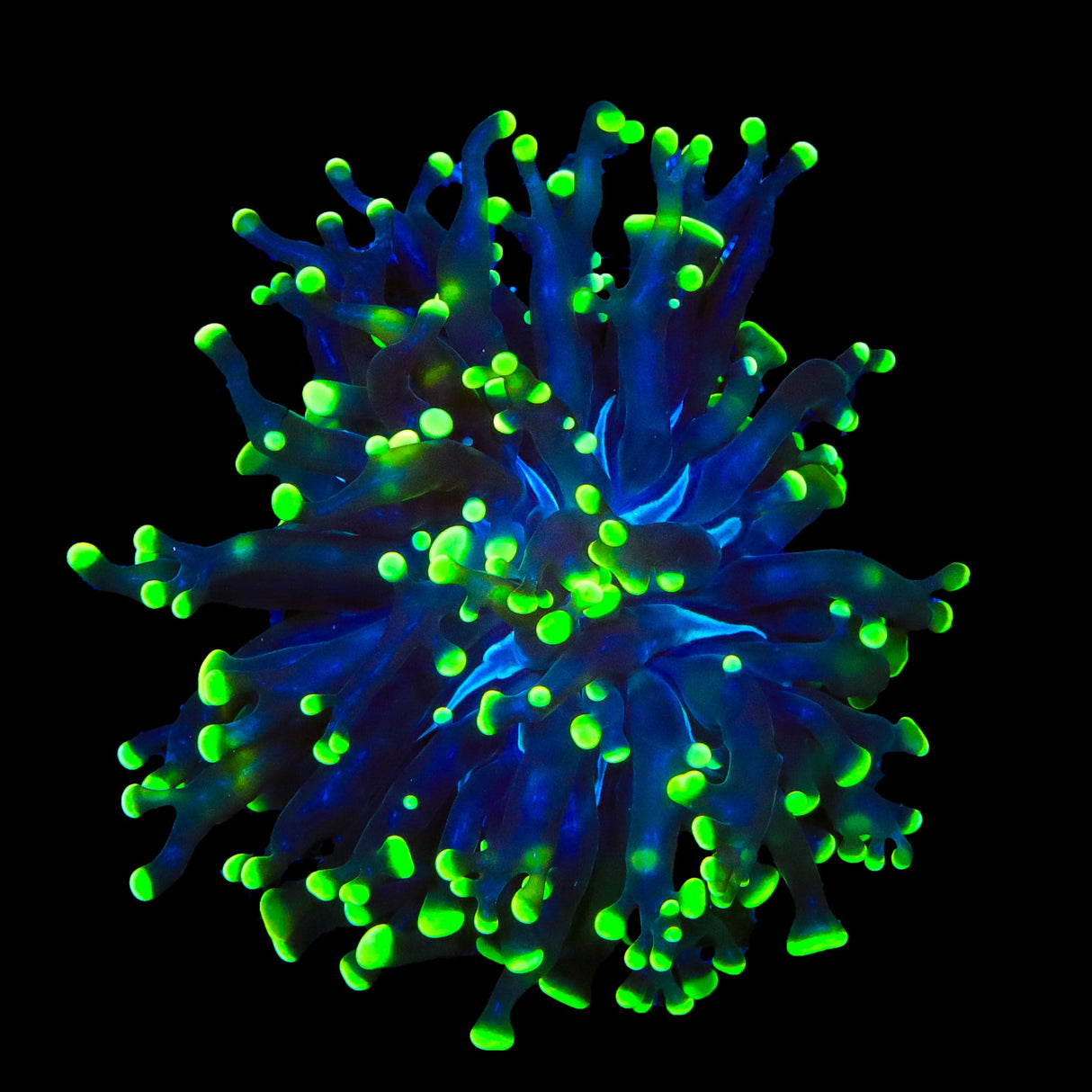 Green Tip Frammer Coral