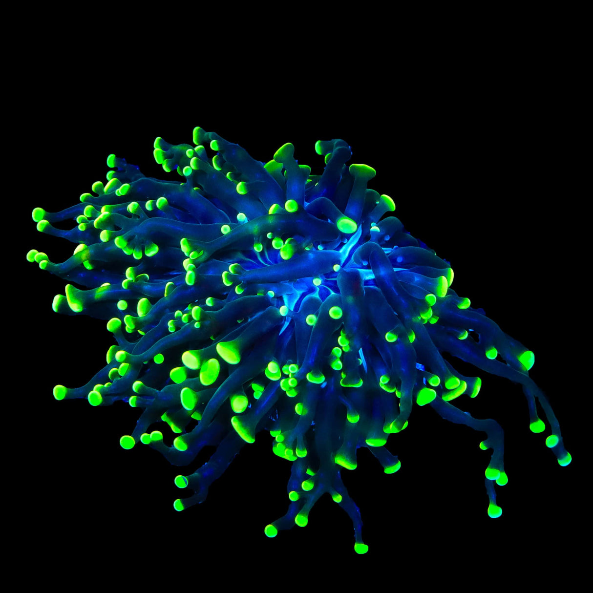 Green Tip Frammer Coral