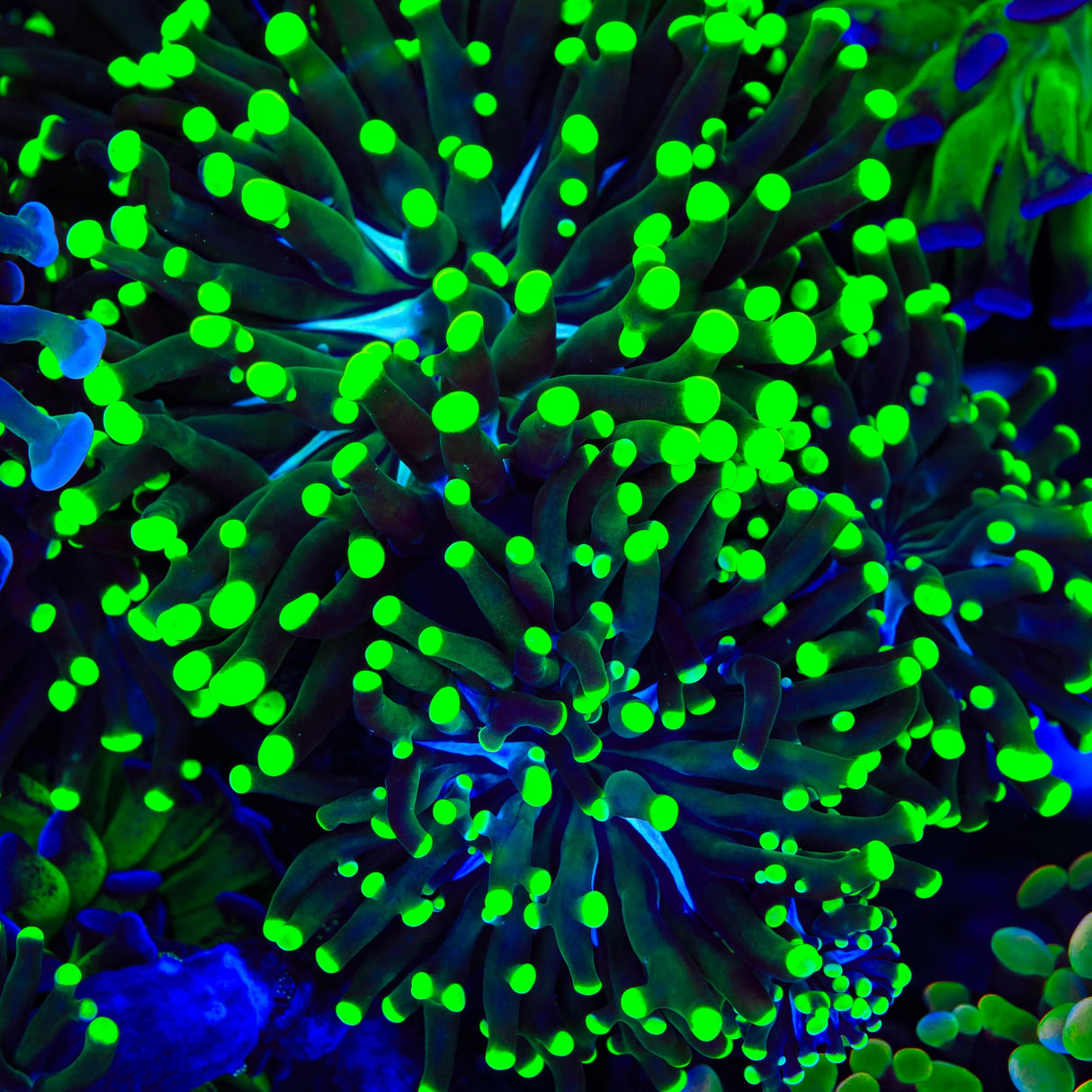 Green Tip Frammer Coral