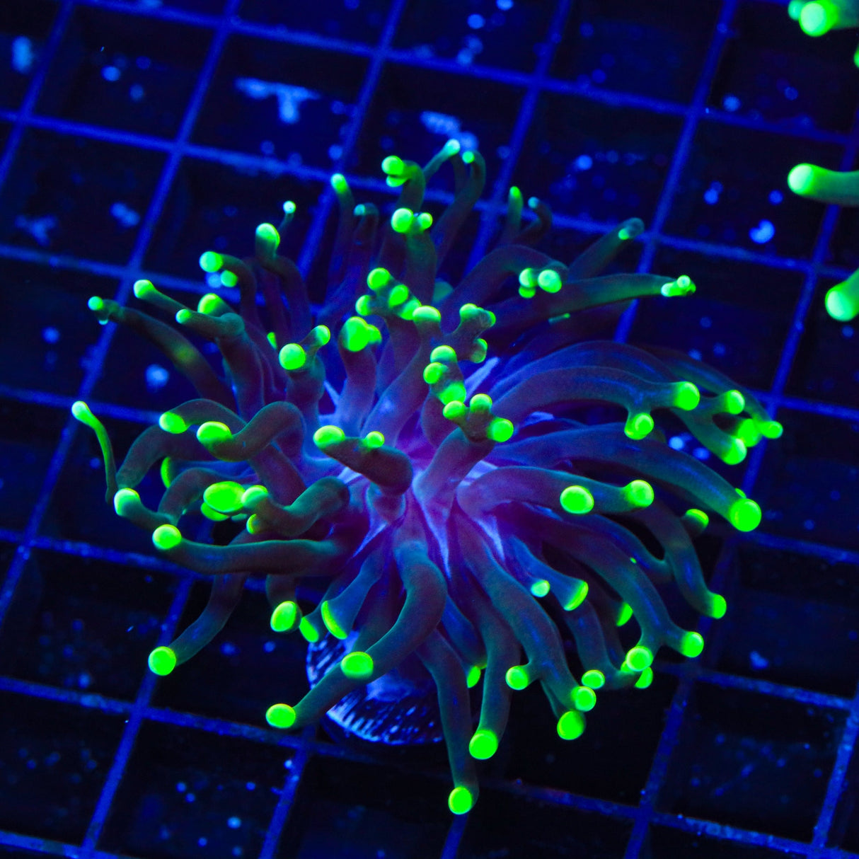 Green Tip Frogspawn Coral