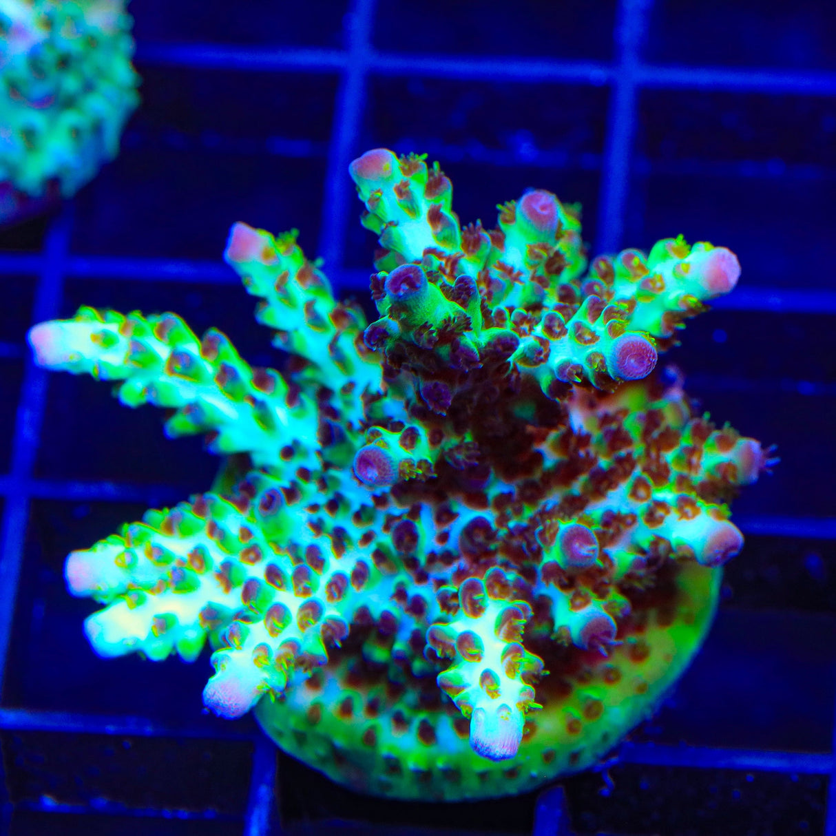 Greg Hillers Aqua Delight Acropora XL Frag Coral