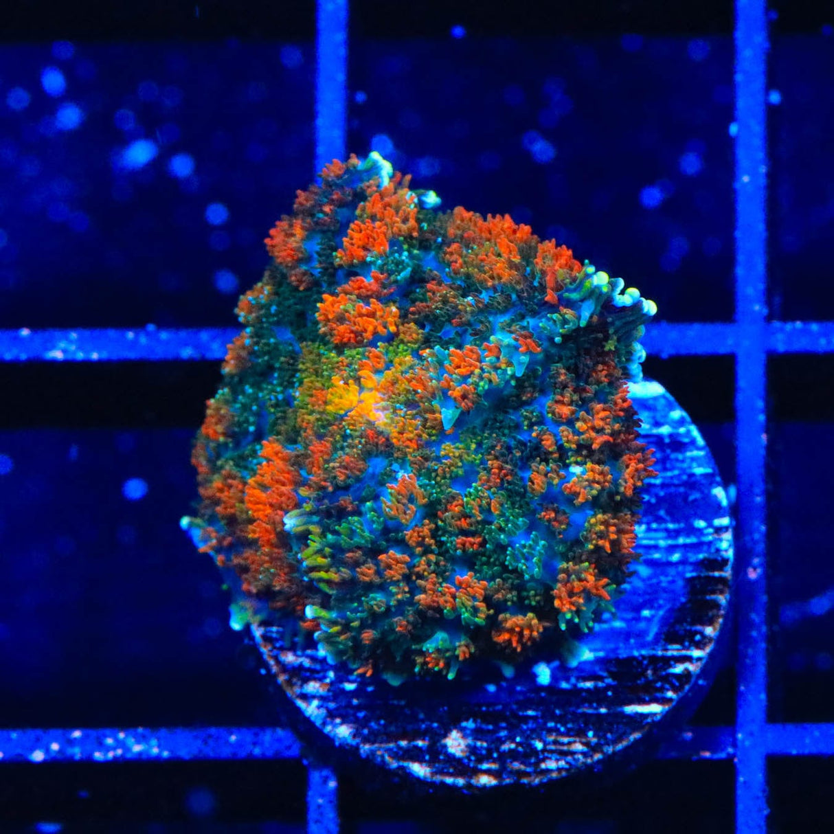 Gumdrop Rhodactis Mushroom Coral