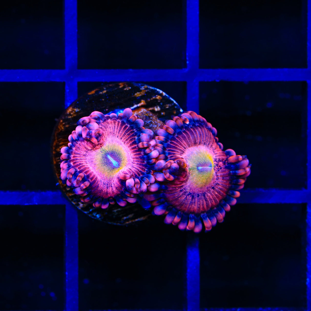 Halle Berry Zoanthid Coral