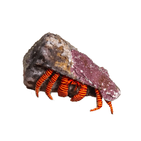 Halloween Hermit Crab