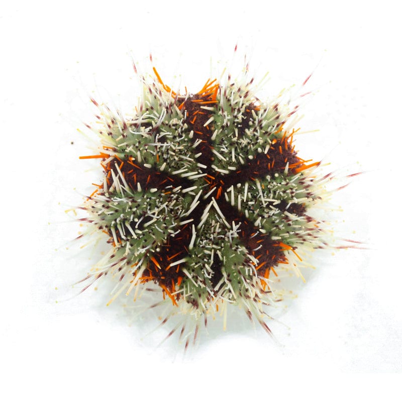 Halloween Urchin – Echinoidea sp.