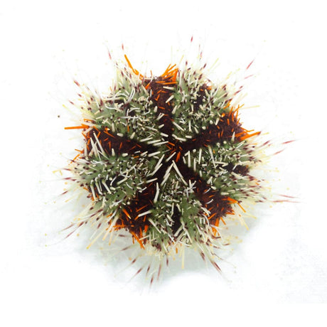 Halloween Urchin – Echinoidea sp.