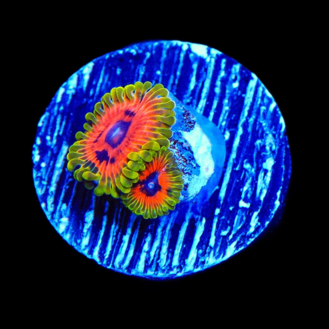 Hallucination Zoanthids Coral