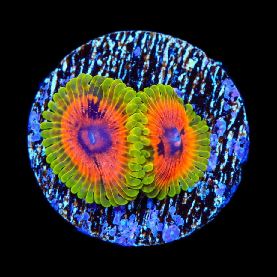 Hallucination Zoanthids Coral