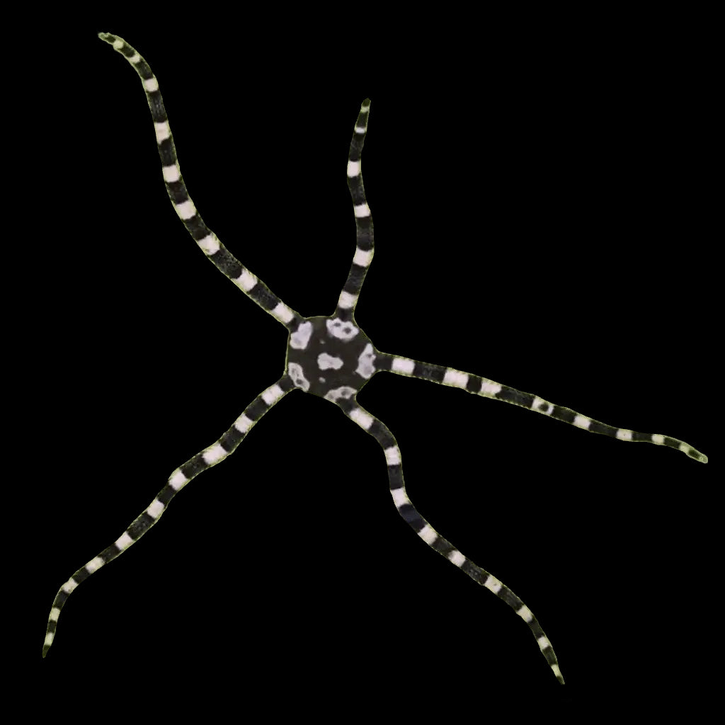 Harlequin Serpent Starfish – Ophiolepis superba