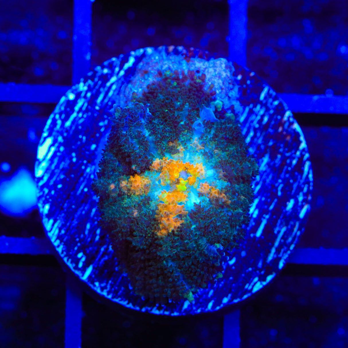 Hey Now Mushroom Coral