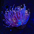 High Beam Torch Coral - Two Heads
