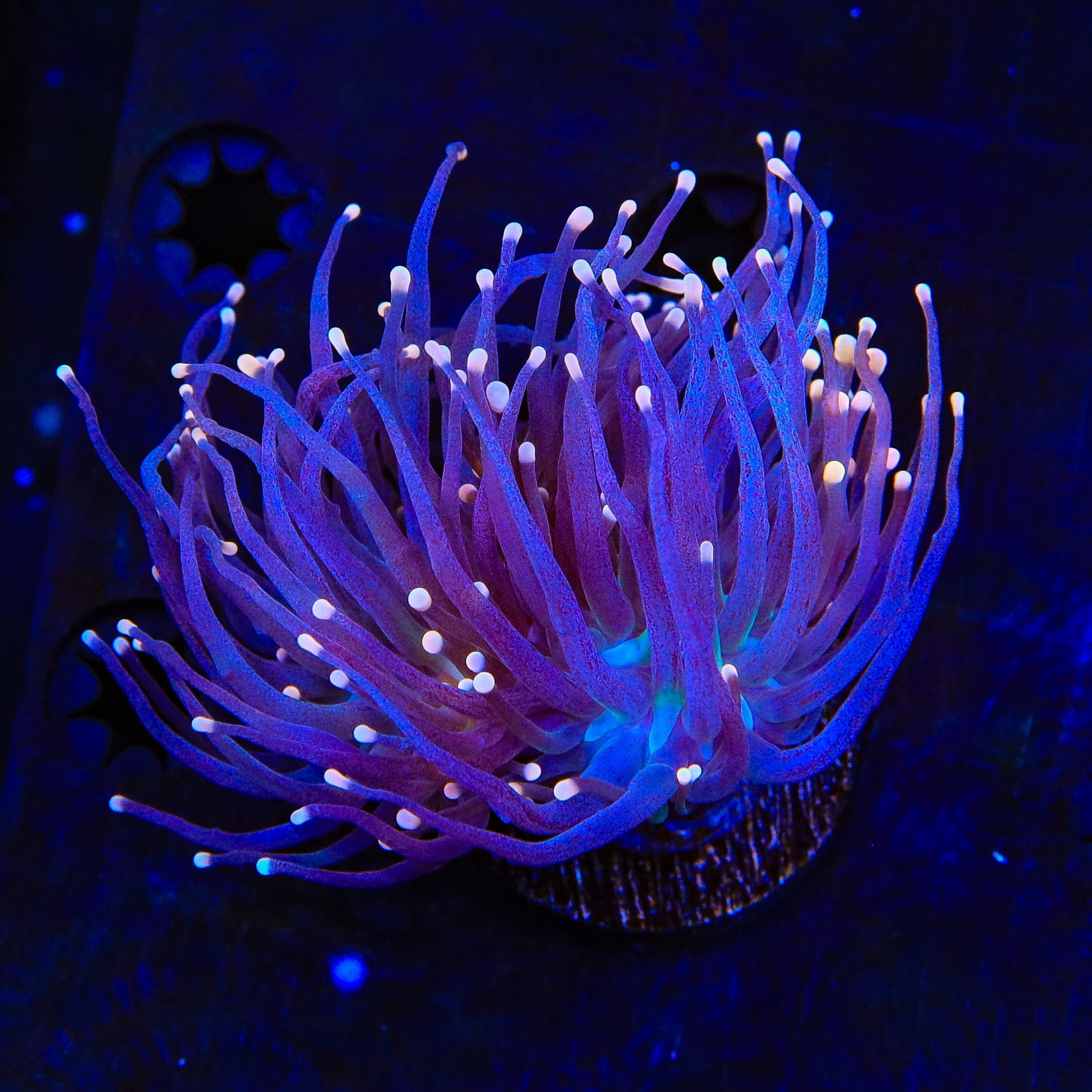 High Beam Torch Coral - Two Heads