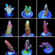 High End Acropora 3 Coral Frag Pack