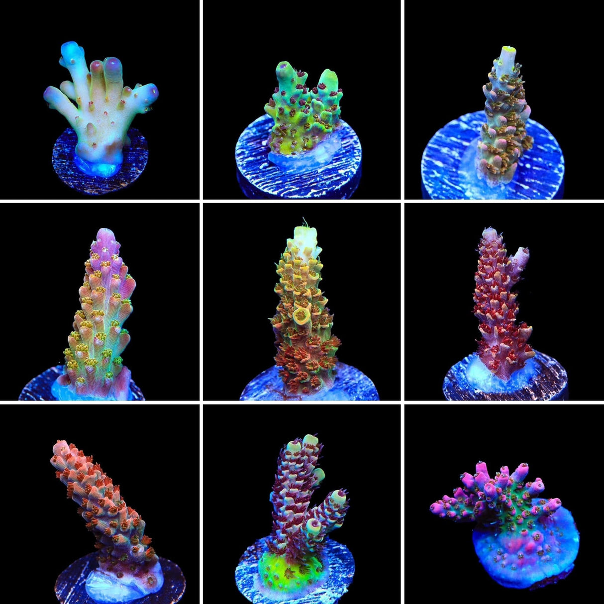 High End Acropora 3 Coral Frag Pack