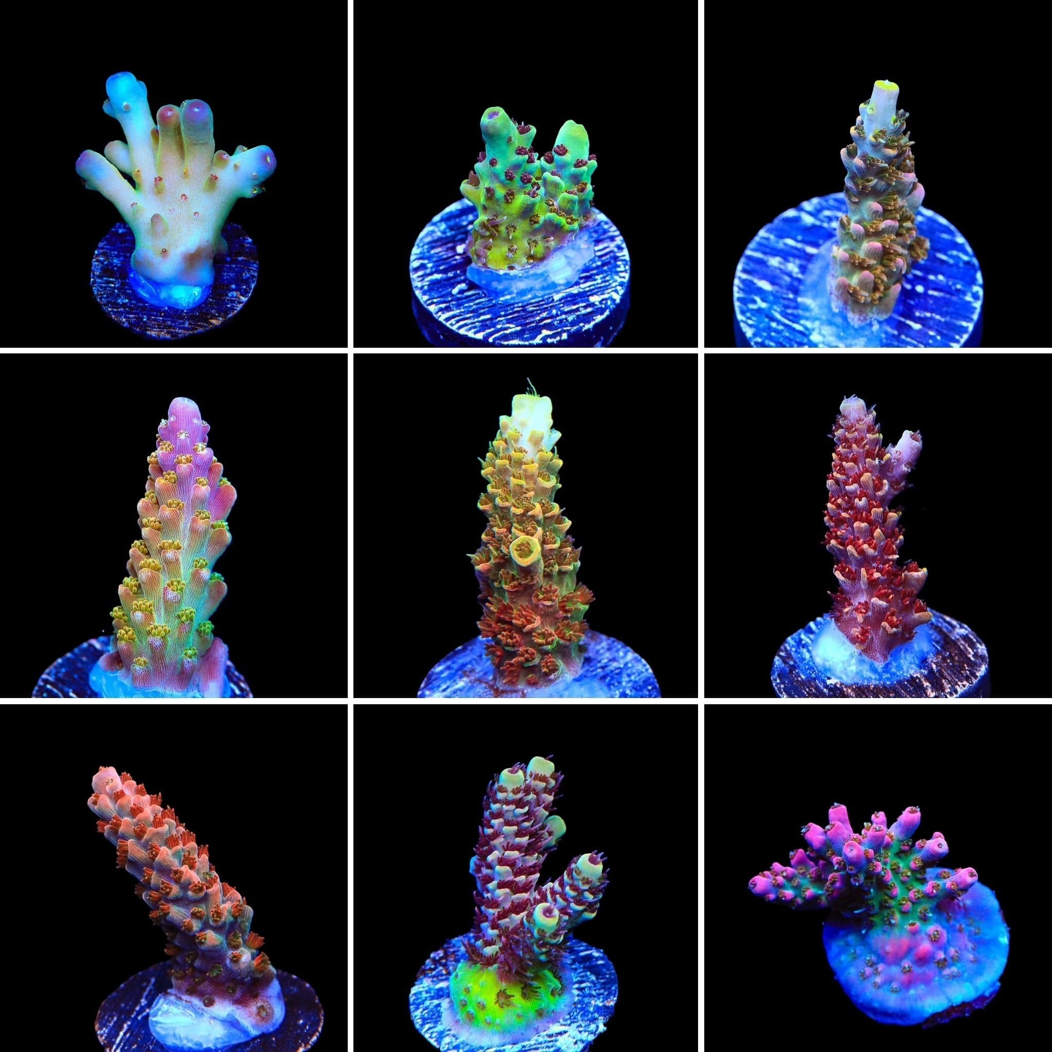 High End Acropora 3 Coral Frag Pack