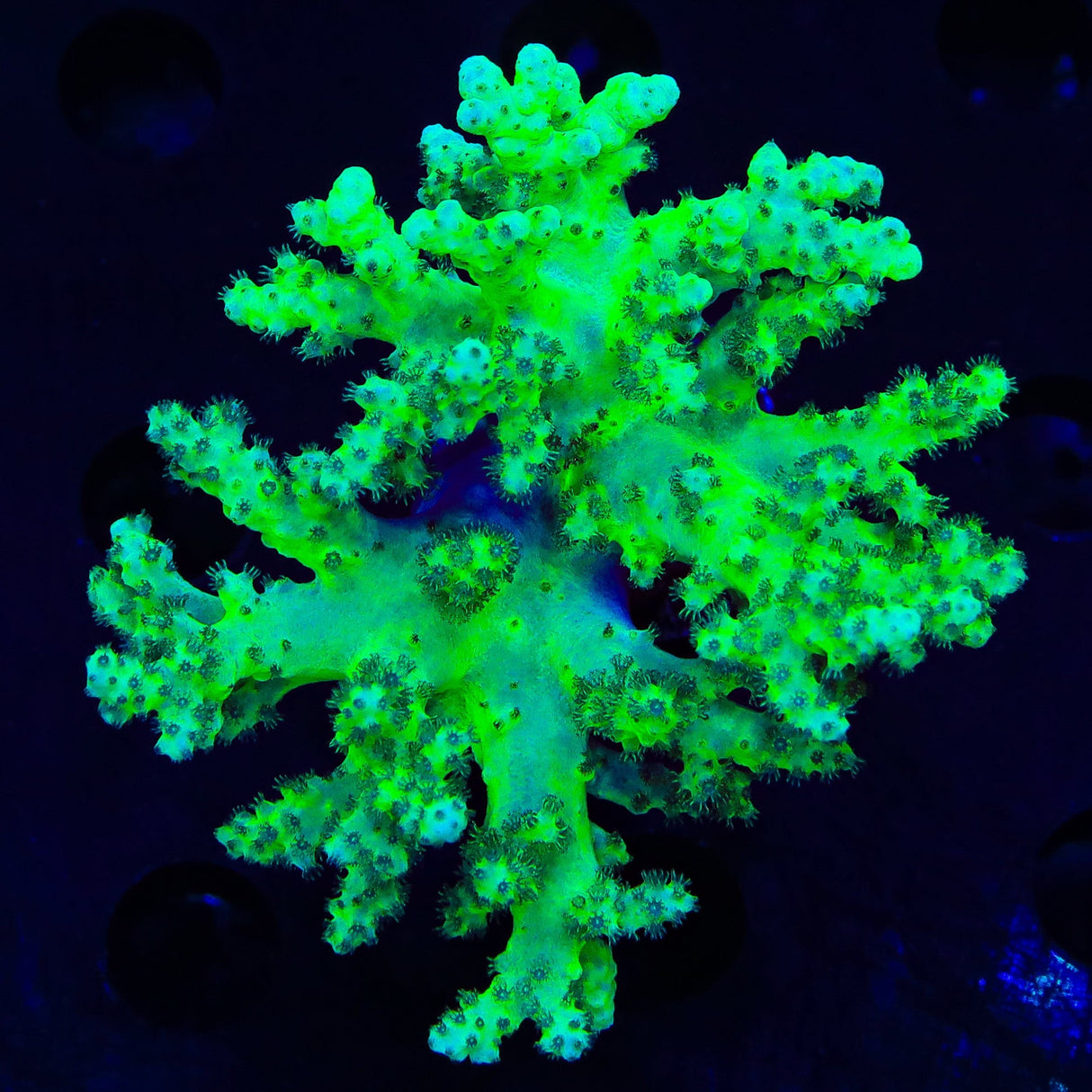 Highlighter Toadstool Leather Colony Coral - XXL