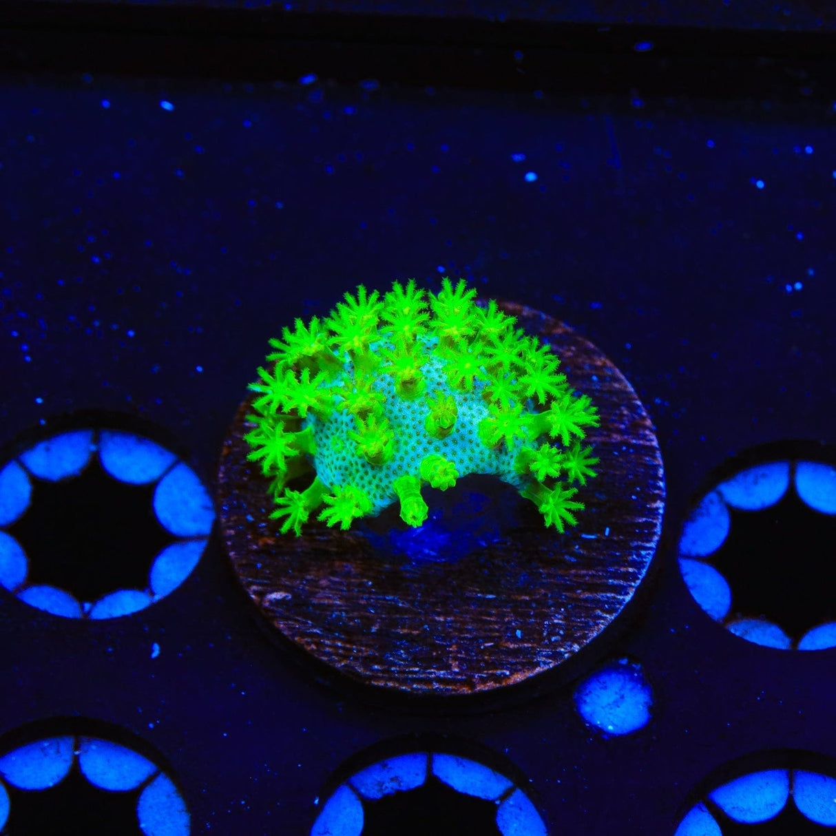 Highlighter Toadstool Leather Coral