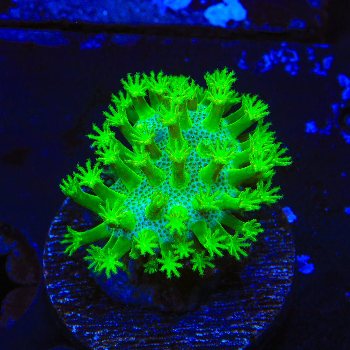 Highlighter Toadstool Leather Coral