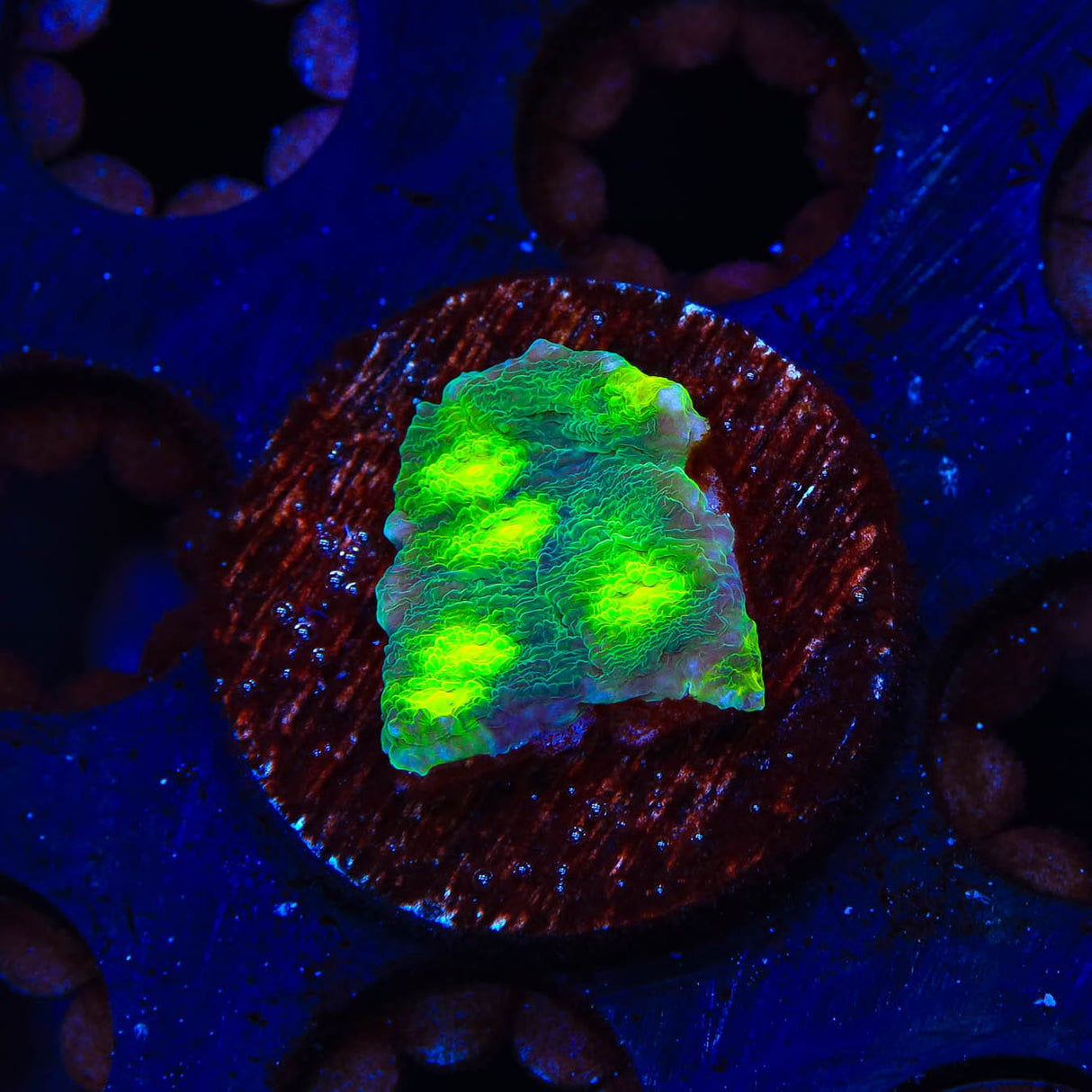 Hollywood Stunner Chalice Coral