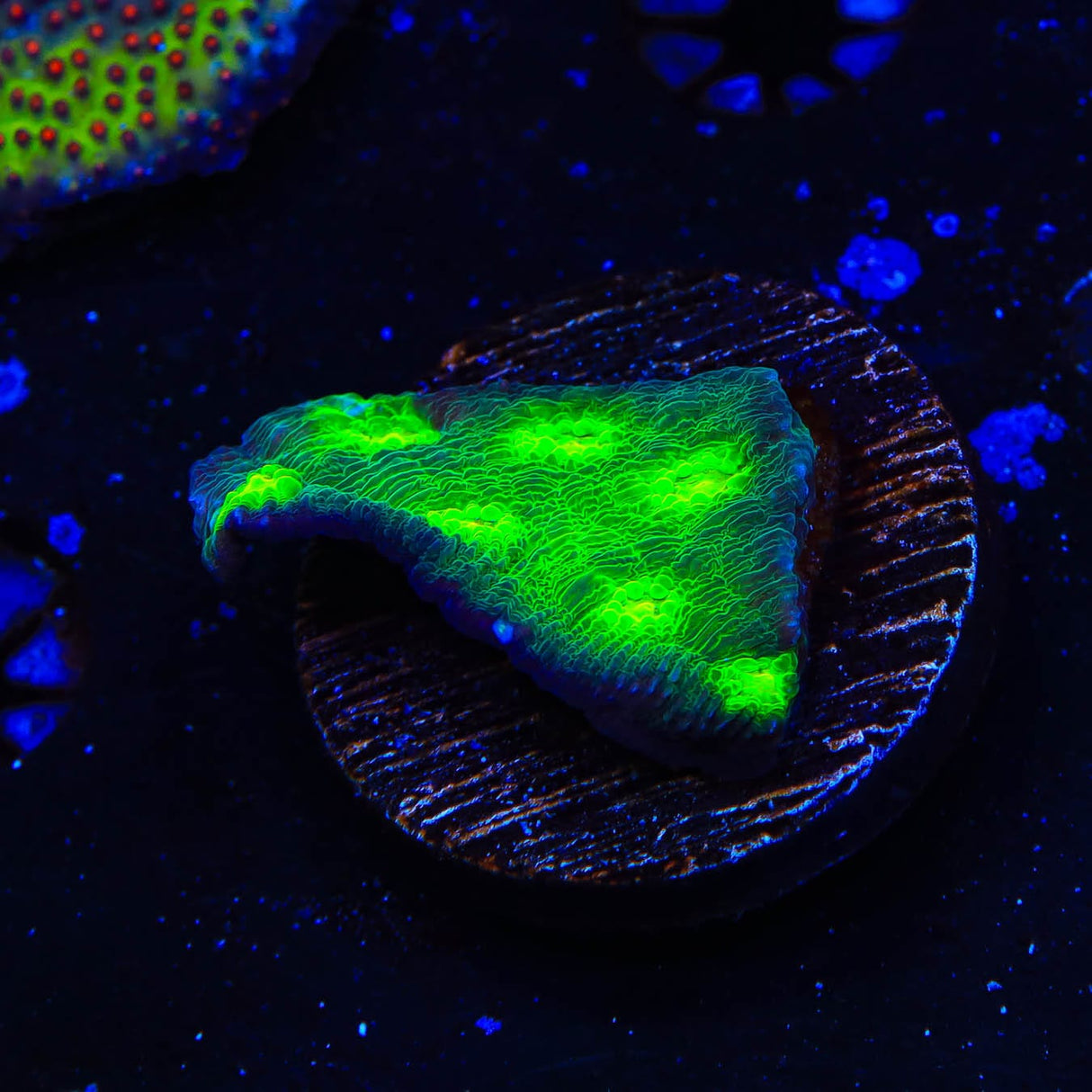 Hollywood Stunner Chalice Coral