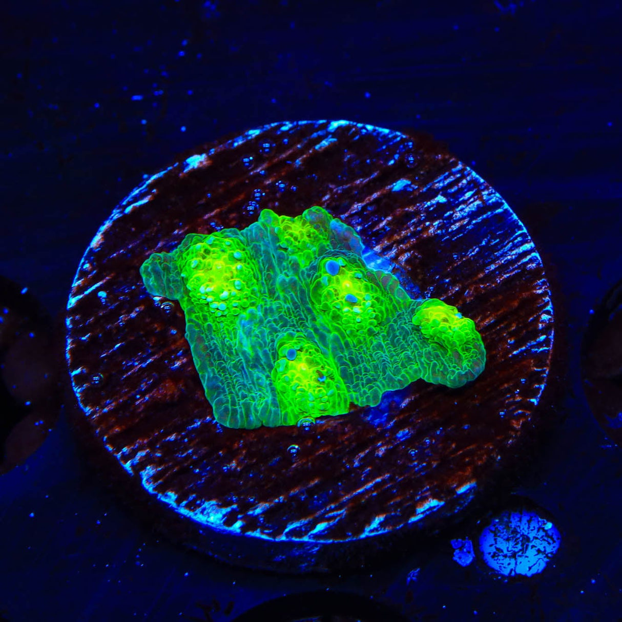 Hollywood Stunner Chalice Coral