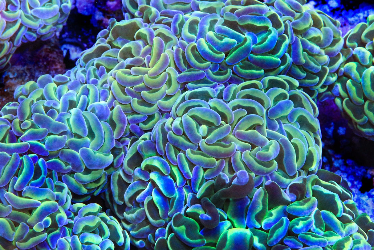Hologram Hammer Coral