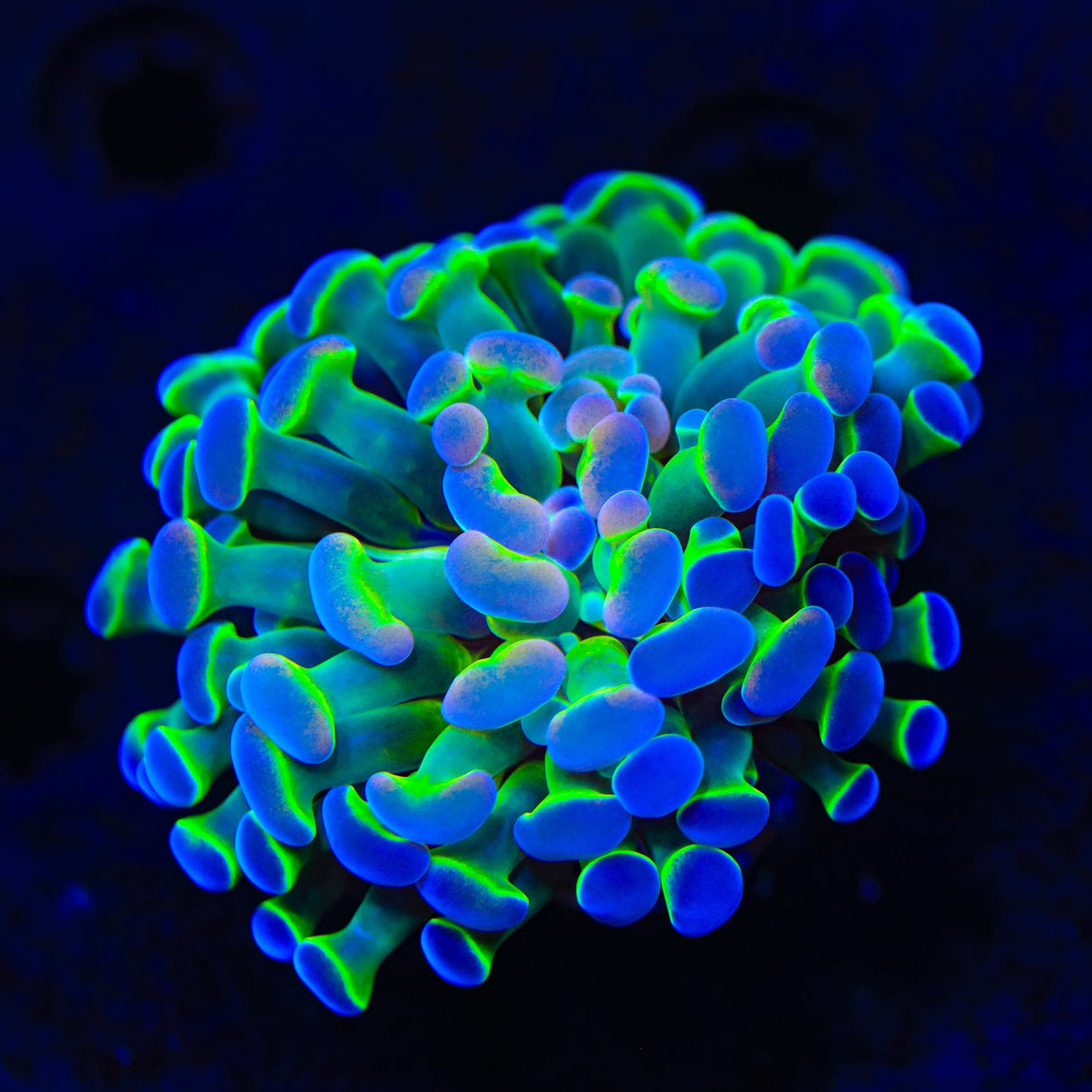 Holy Grail Hammer Coral