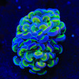 Holy Grail Hammer Coral