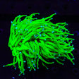 Holy Grail Torch Coral