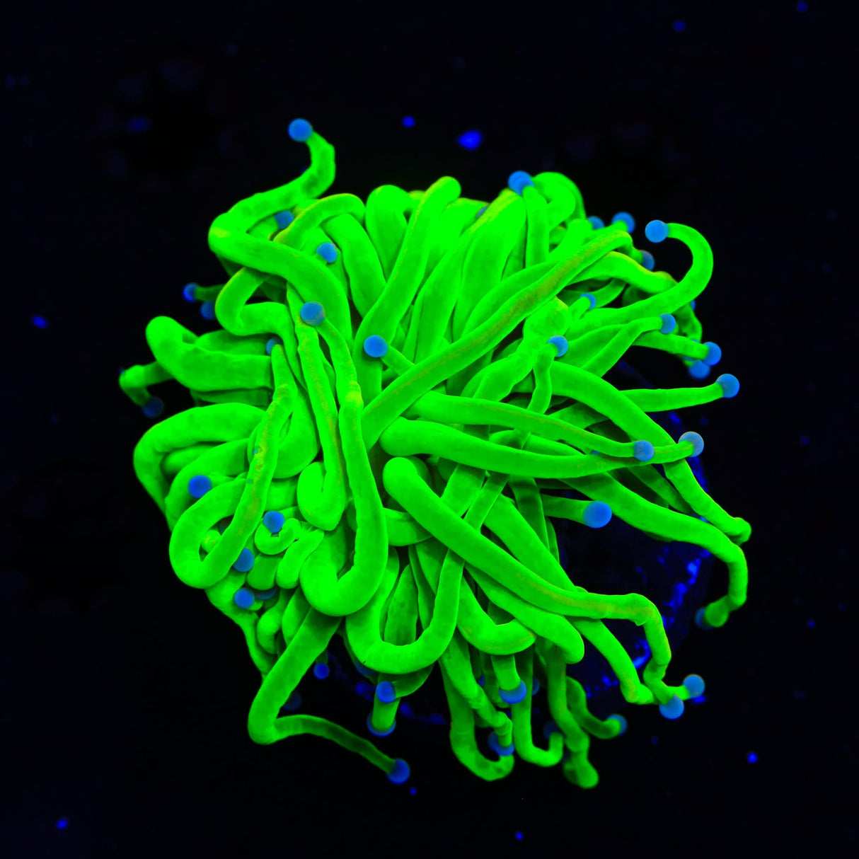 Holy Grail Torch Coral
